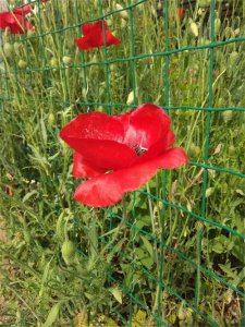 ​虞美人是什么意思，虞美人图片