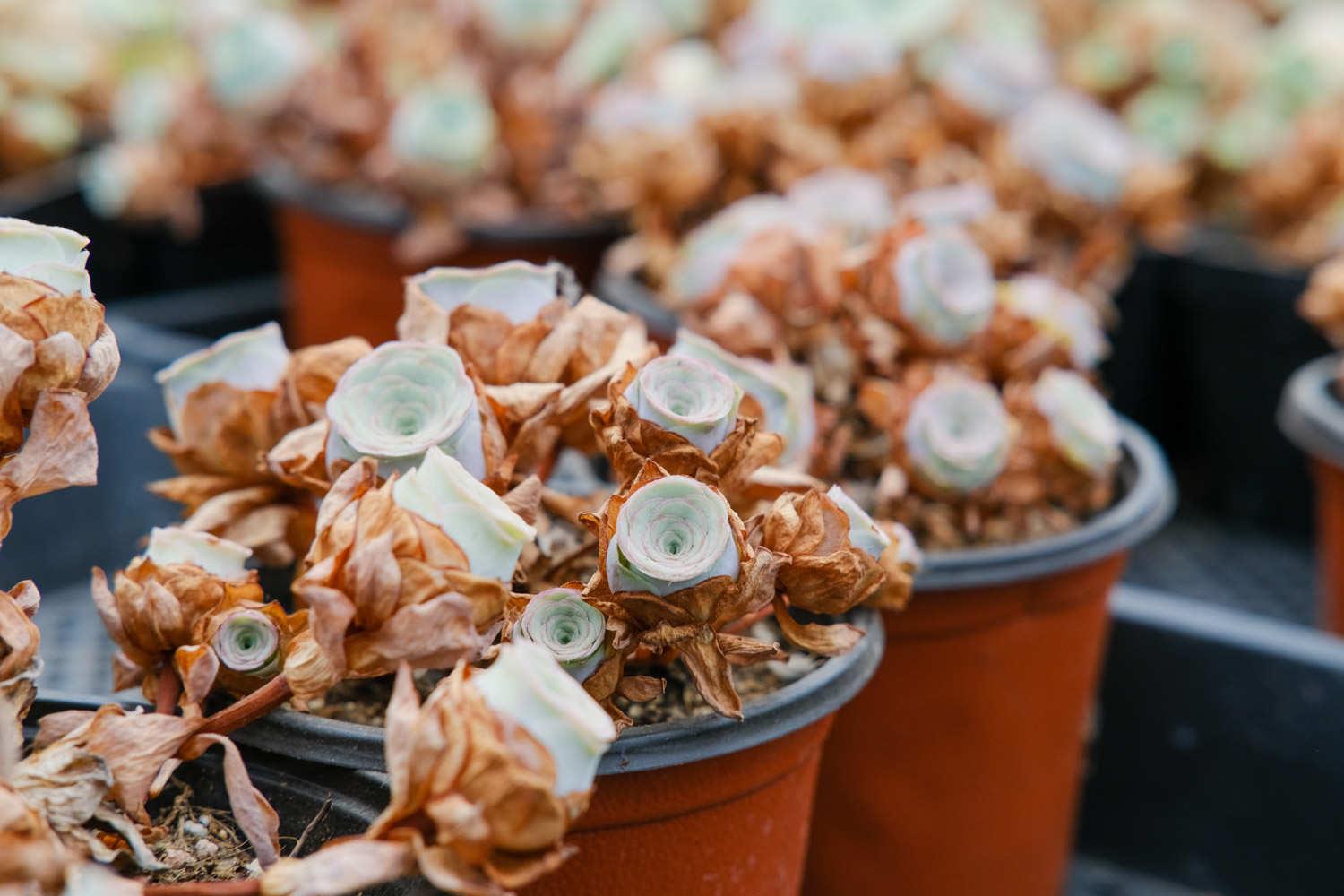 山地玫瑰 山地玫瑰