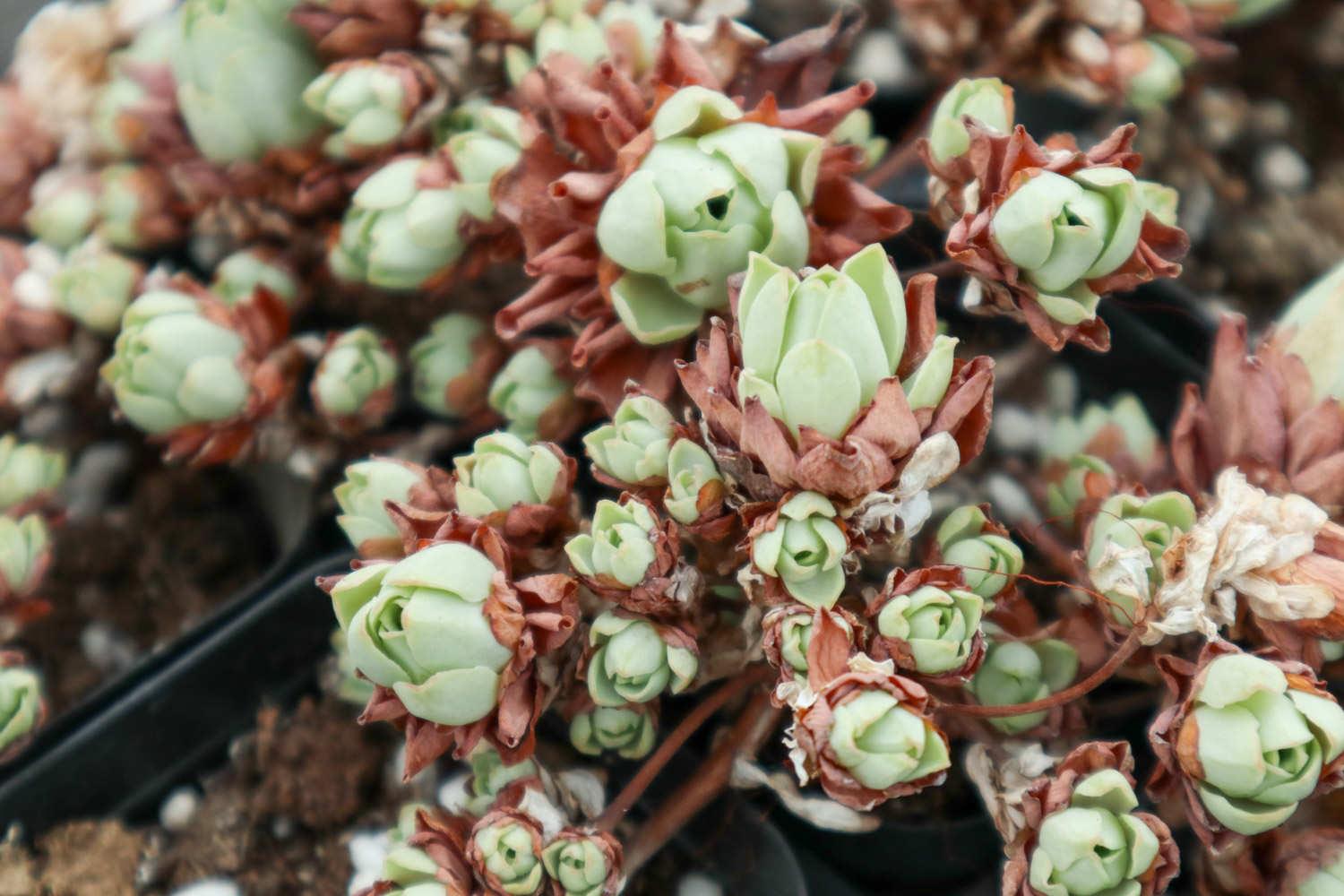 山地玫瑰 山地玫瑰