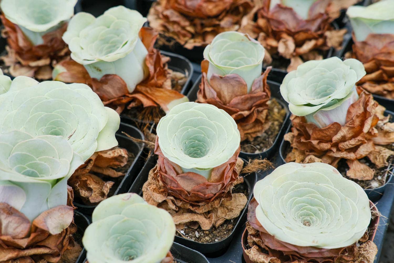 山地玫瑰 山地玫瑰