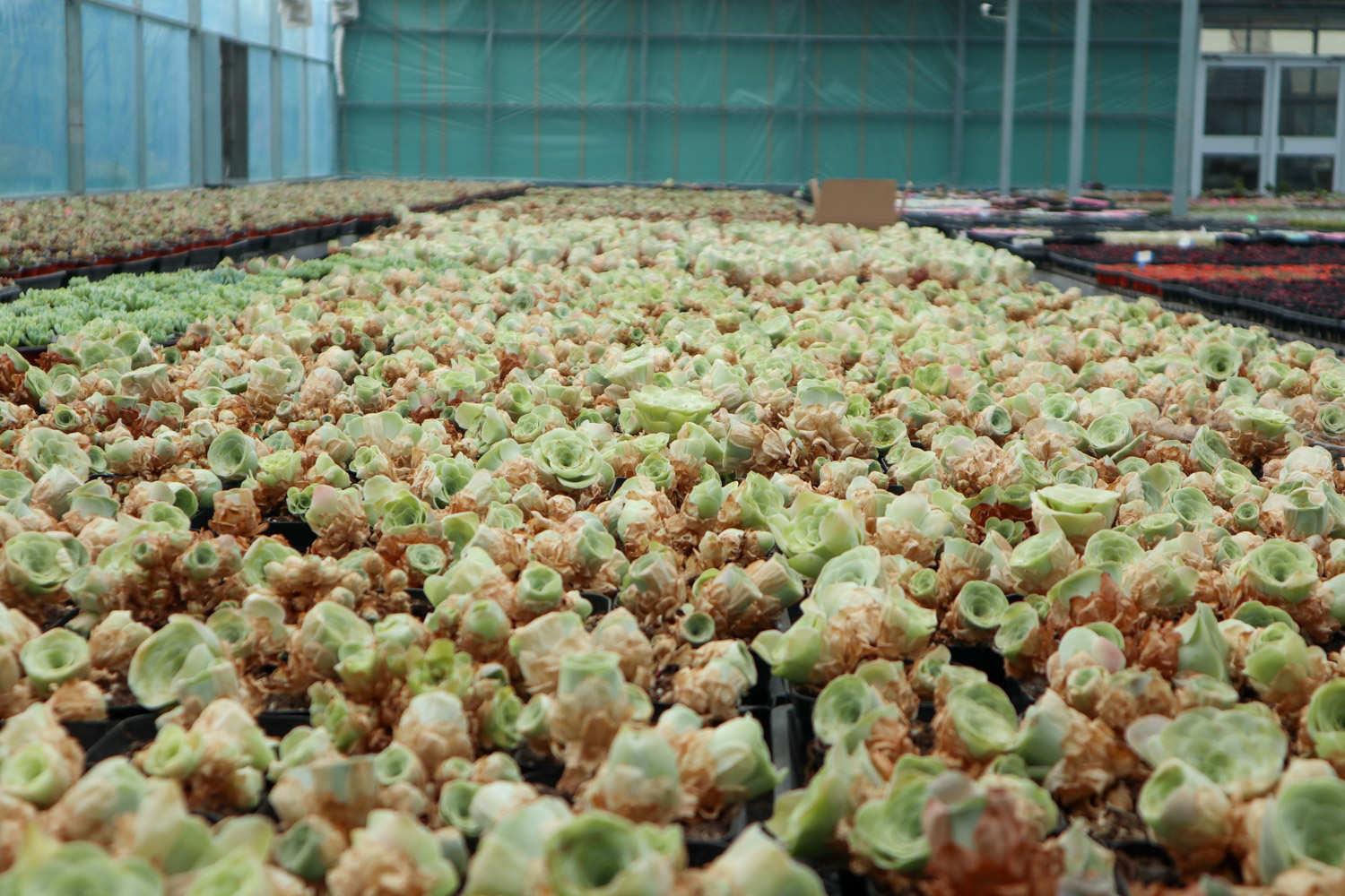 山地玫瑰 山地玫瑰