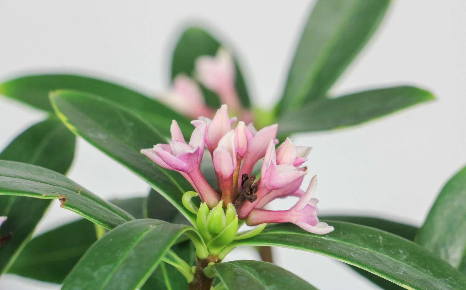 金边瑞香 金边瑞香