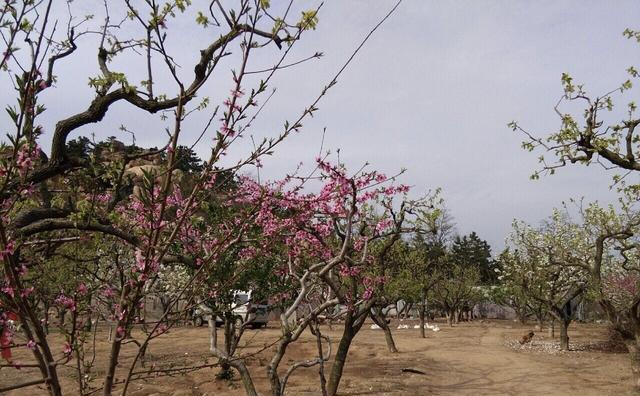钟灵毓秀,海边仙山------即墨鹤山