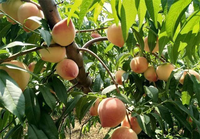 天津蓟县梨木台山水人家农家院,一定会给您的旅行增添无限快乐