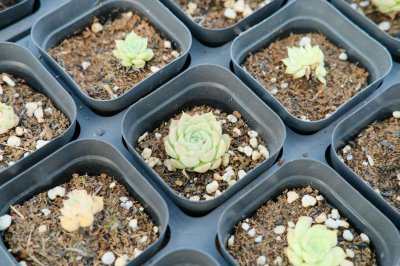 ​奥利维亚多肉开花怎么处理