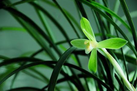 好看的兰花 好看的兰花