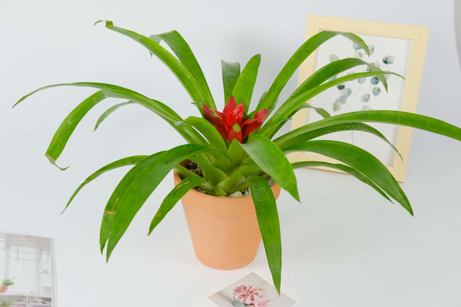 鸿运当头 鸿运当头