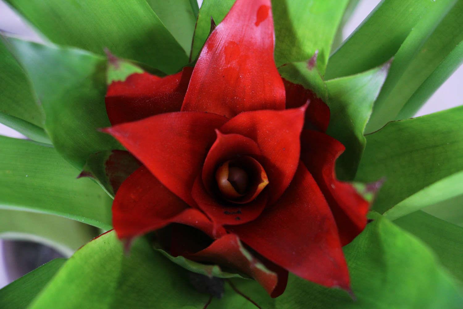 鸿运当头 鸿运当头