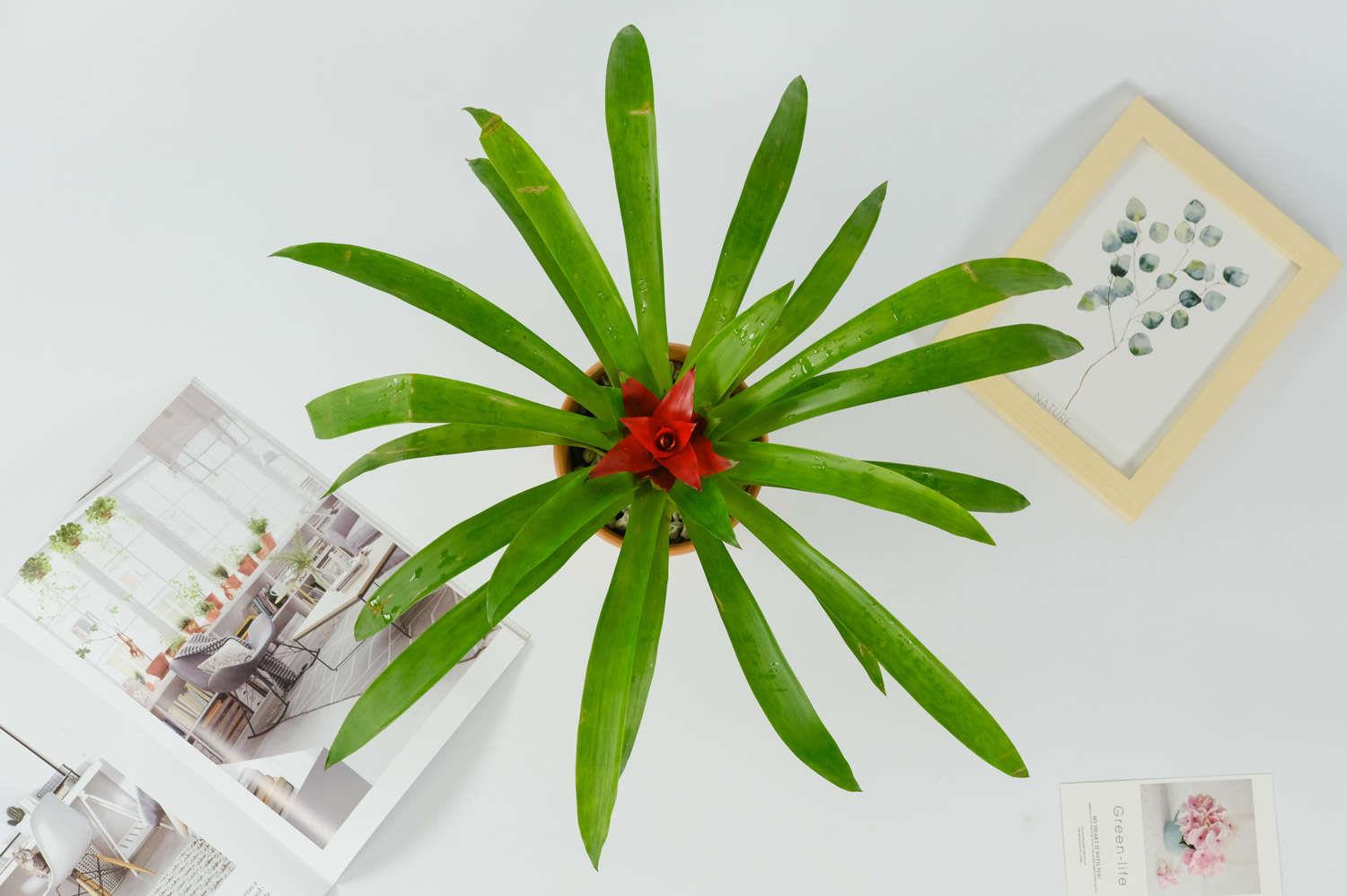 鸿运当头 鸿运当头