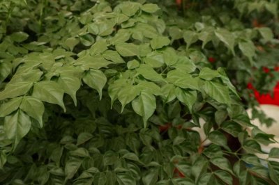 ​幸福树怎么换盆