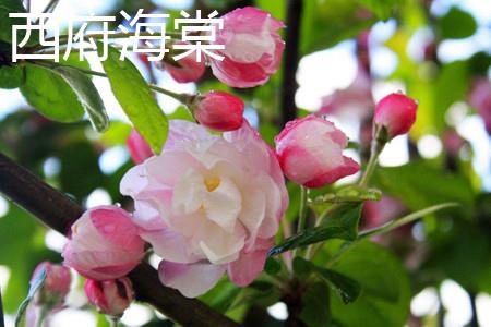 西府海棠 西府海棠