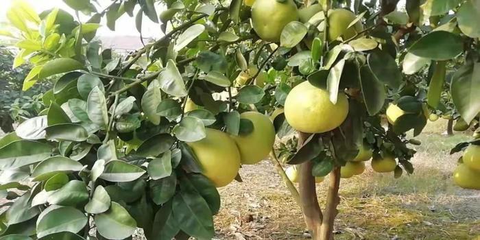 应季鲜苹果柚！酸甜多汁，柚香味浓，你尝过吗？