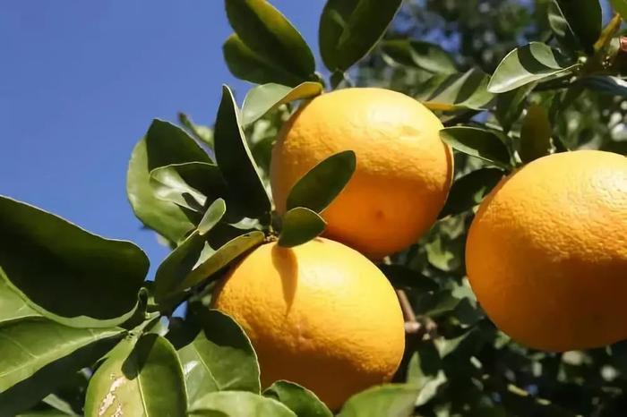 应季鲜苹果柚！酸甜多汁，柚香味浓，你尝过吗？