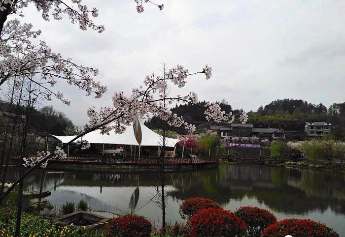 快!别让新蒲樱花谷的樱花雨溜走了