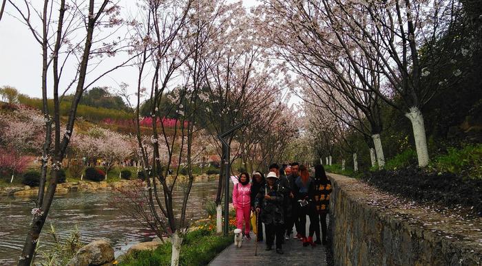 快!别让新蒲樱花谷的樱花雨溜走了