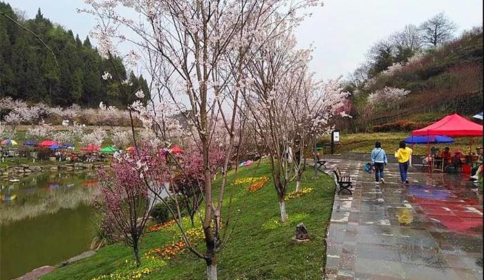 快!别让新蒲樱花谷的樱花雨溜走了