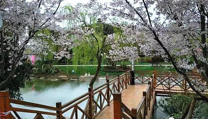 快!别让新蒲樱花谷的樱花雨溜走了