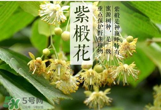 椴树蜜是什么颜色?椴树蜜是白色的吗 椴树蜜是什么颜色?椴树蜜是白色的吗