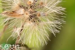 黄花地丁可以泡水喝吗?黄花地丁泡水喝的功效 黄花地丁可以泡水喝吗?黄花地丁泡水喝的功效