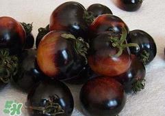 黑番茄是转基因吗?黑番茄是转基因食品吗 黑番茄是转基因吗?黑番茄是转基因食品吗