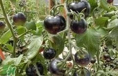 黑番茄是转基因吗?黑番茄是转基因食品吗 黑番茄是转基因吗?黑番茄是转基因食品吗