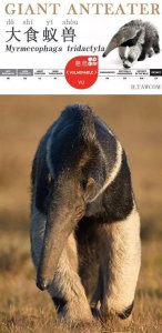 ​美洲的奇特动物-大食蚁兽