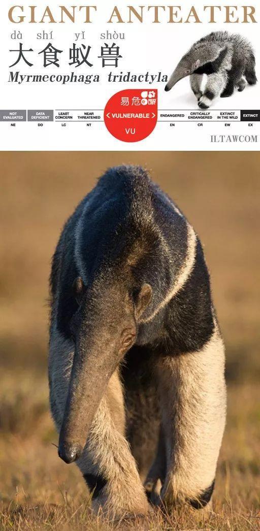 美洲的奇特动物-大食蚁兽