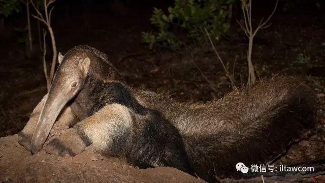 美洲的奇特动物-大食蚁兽