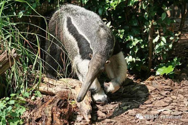 美洲的奇特动物-大食蚁兽