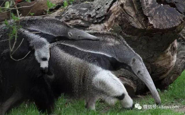 美洲的奇特动物-大食蚁兽