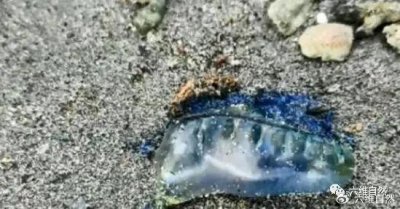 ​海南一沙滩出现20多只剧毒僧帽水母，呈透明睡袋状，还有着极长触须