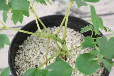 ​牡丹花可以在室内养吗