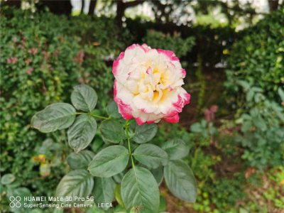 ​树状月季能养几年