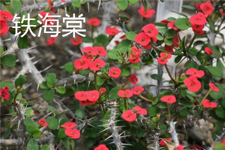 铁海棠 铁海棠