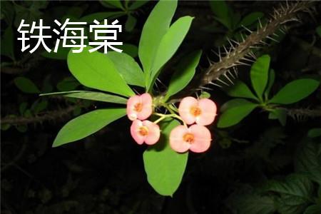 铁海棠 铁海棠