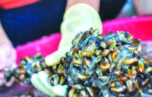 在潮汕有一种“米”叫做“薄壳米”渔民每天下海捕捞,你有吃过没