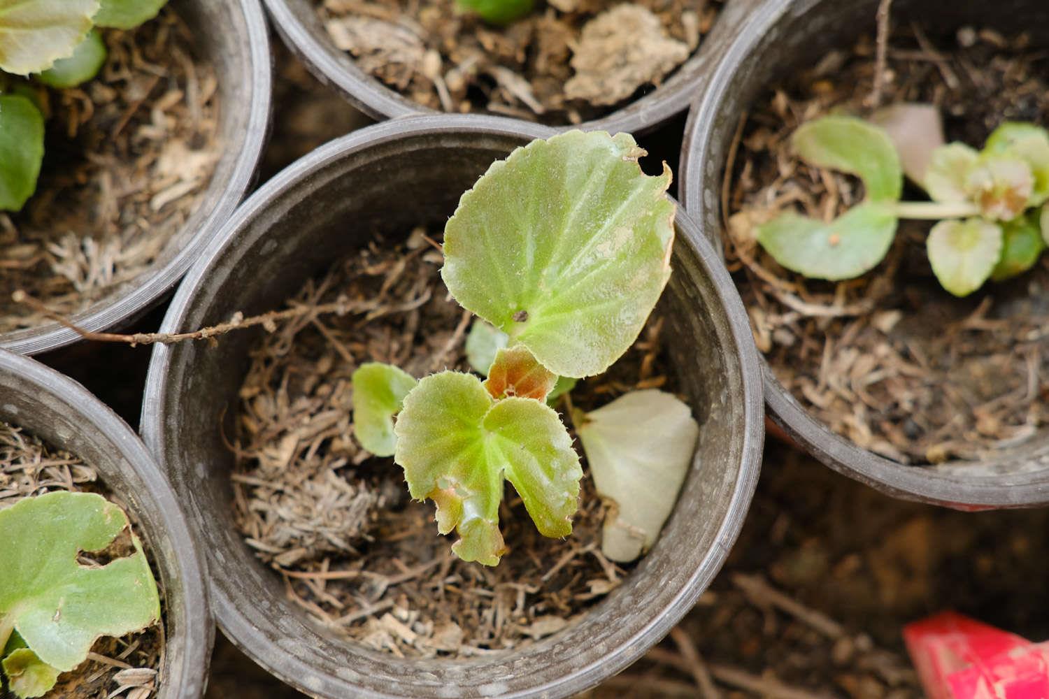 四季海棠 四季海棠