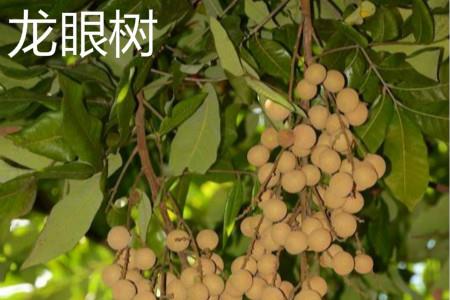 龙眼树 龙眼树