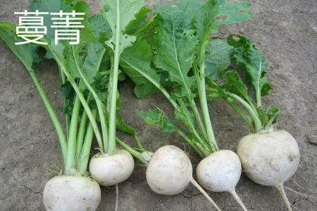 蔓菁 蔓菁