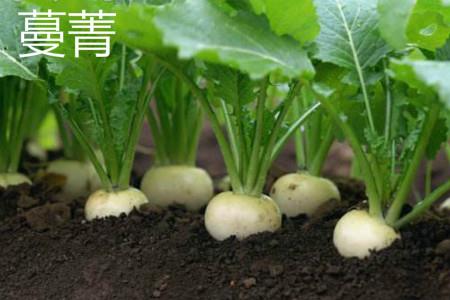 蔓菁 蔓菁