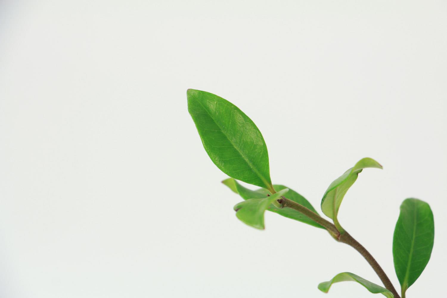 风车茉莉 风车茉莉