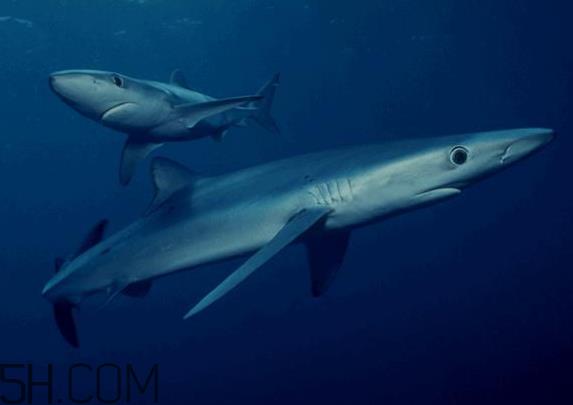 角鲨烷对皮肤的作用 角鲨烷美容油用法 角鲨烷对皮肤的作用 角鲨烷美容油用法