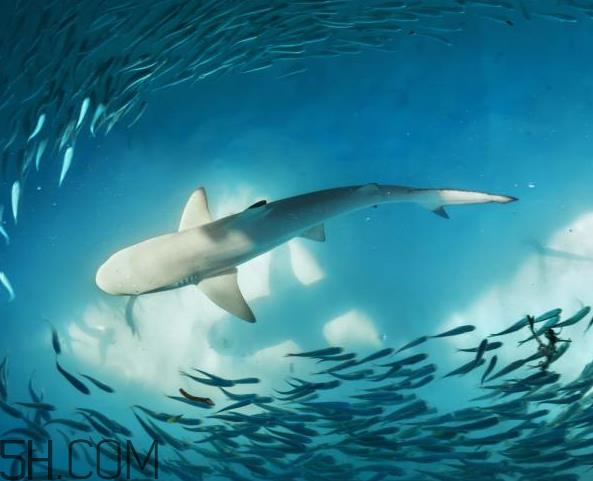 角鲨烷对皮肤的作用 角鲨烷美容油用法 角鲨烷对皮肤的作用 角鲨烷美容油用法