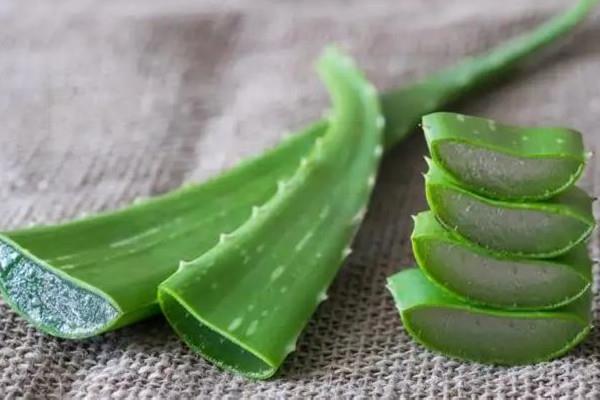 新鲜芦荟擦脸多久洗掉 新鲜芦荟擦脸不洗可以吗 新鲜芦荟擦脸多久洗掉 新鲜芦荟擦脸不洗可以吗