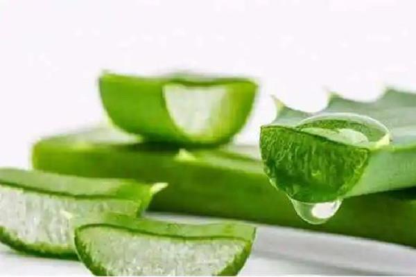 新鲜芦荟擦脸多久洗掉 新鲜芦荟擦脸不洗可以吗 新鲜芦荟擦脸多久洗掉 新鲜芦荟擦脸不洗可以吗