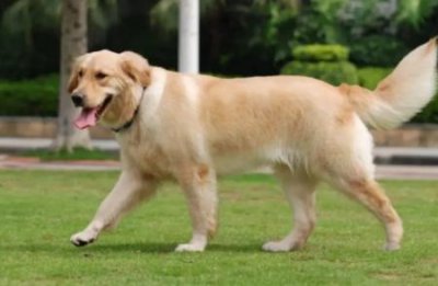 ​如何训练成年狗大小便？成年狗训练在家里定点大小便