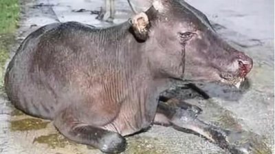 ​农村杀牛的时候，牛为什么会跪地流泪？答案让人心酸