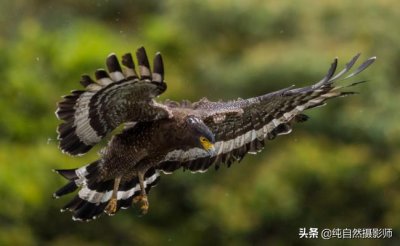 ​蛇雕百科知识，中国46种鹰科之一