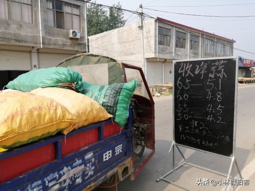 邳州大蒜价格新行情,后劲十足