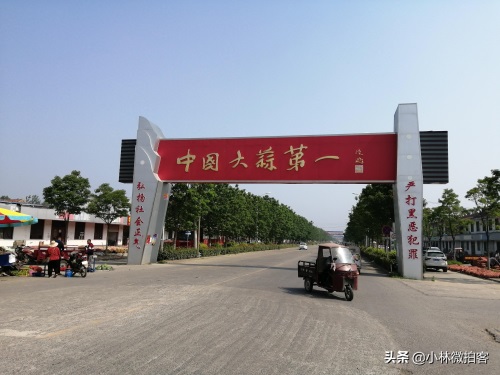 邳州大蒜价格新行情,后劲十足